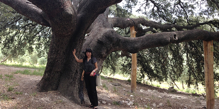 樹齢1000年のオリーブの樹